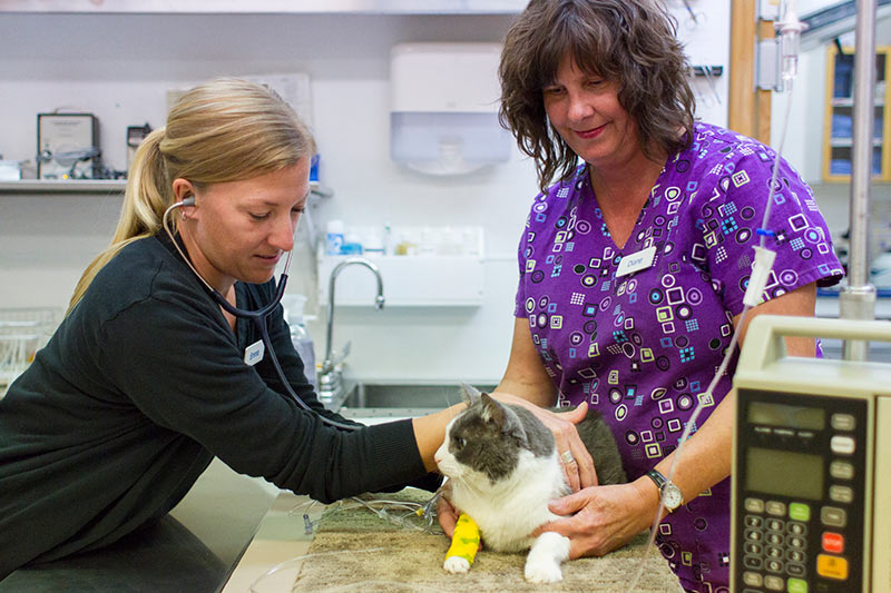 Dr.Champions staff diagnosing a cat in the laboratory.